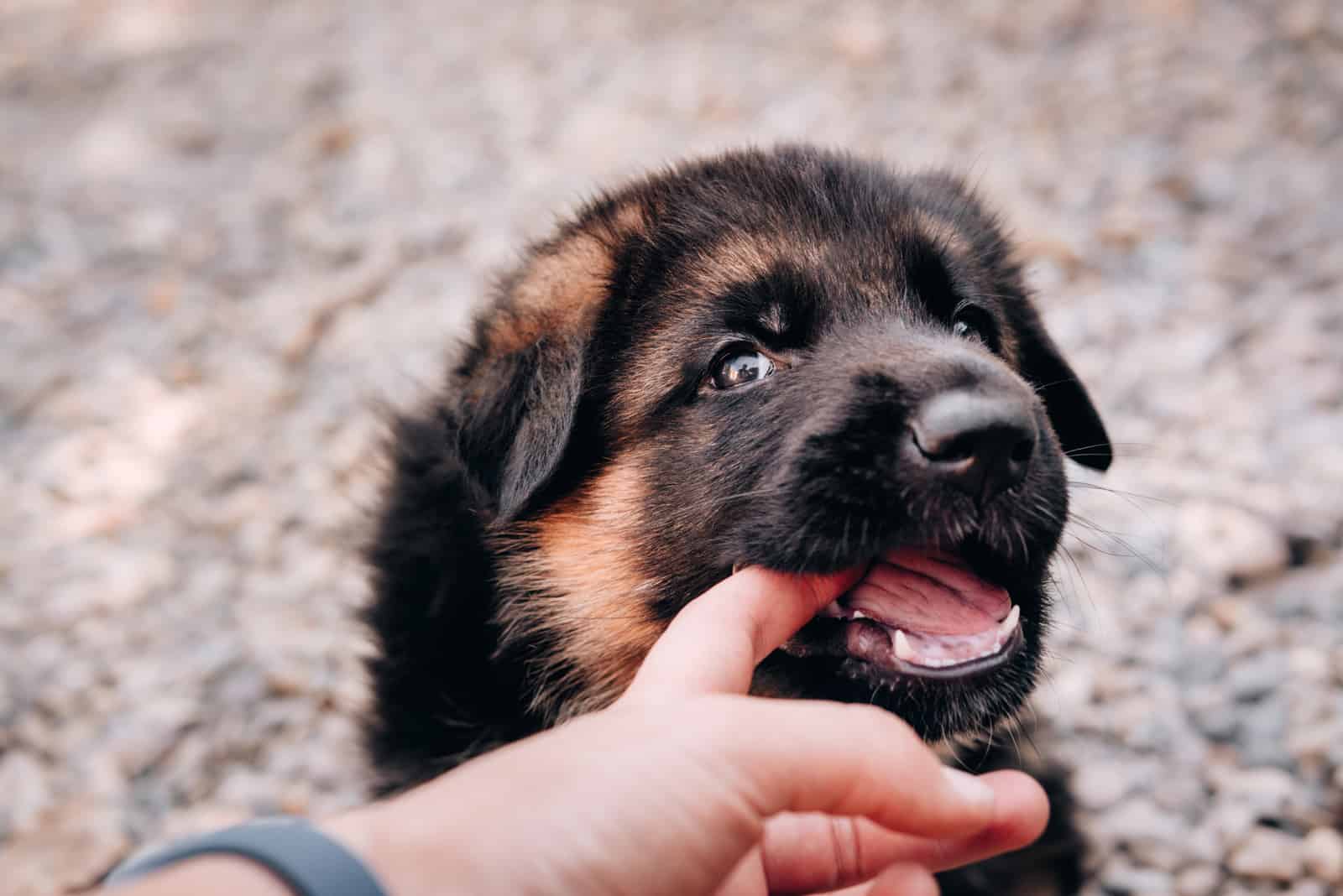 cachorro de pastor alemán mordiendo un dedo