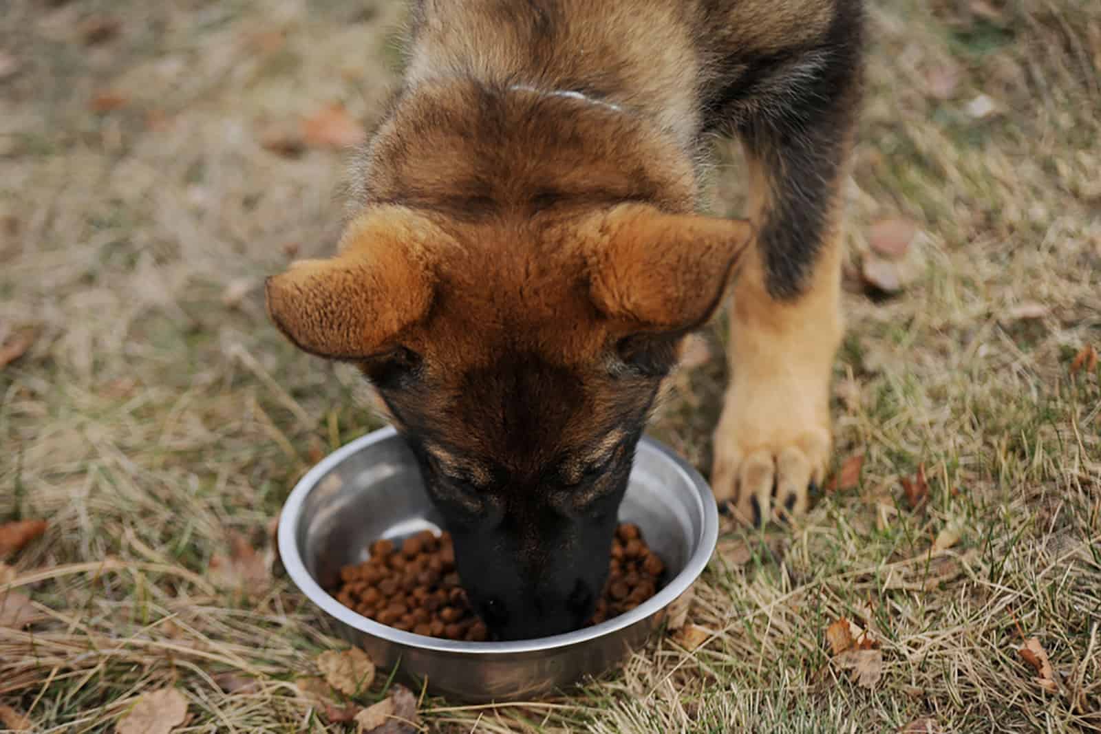 cachorro de pastor alemán comiendo comida seca al aire libre