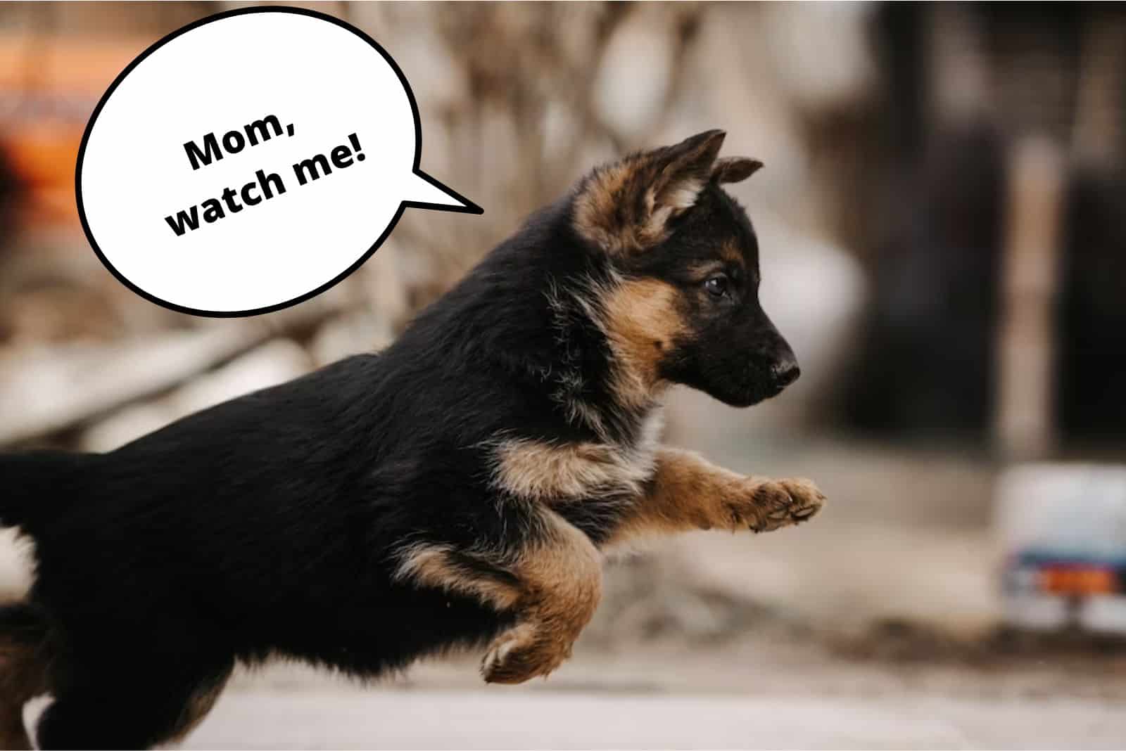 cachorro de pastor alemán saltando al aire libre