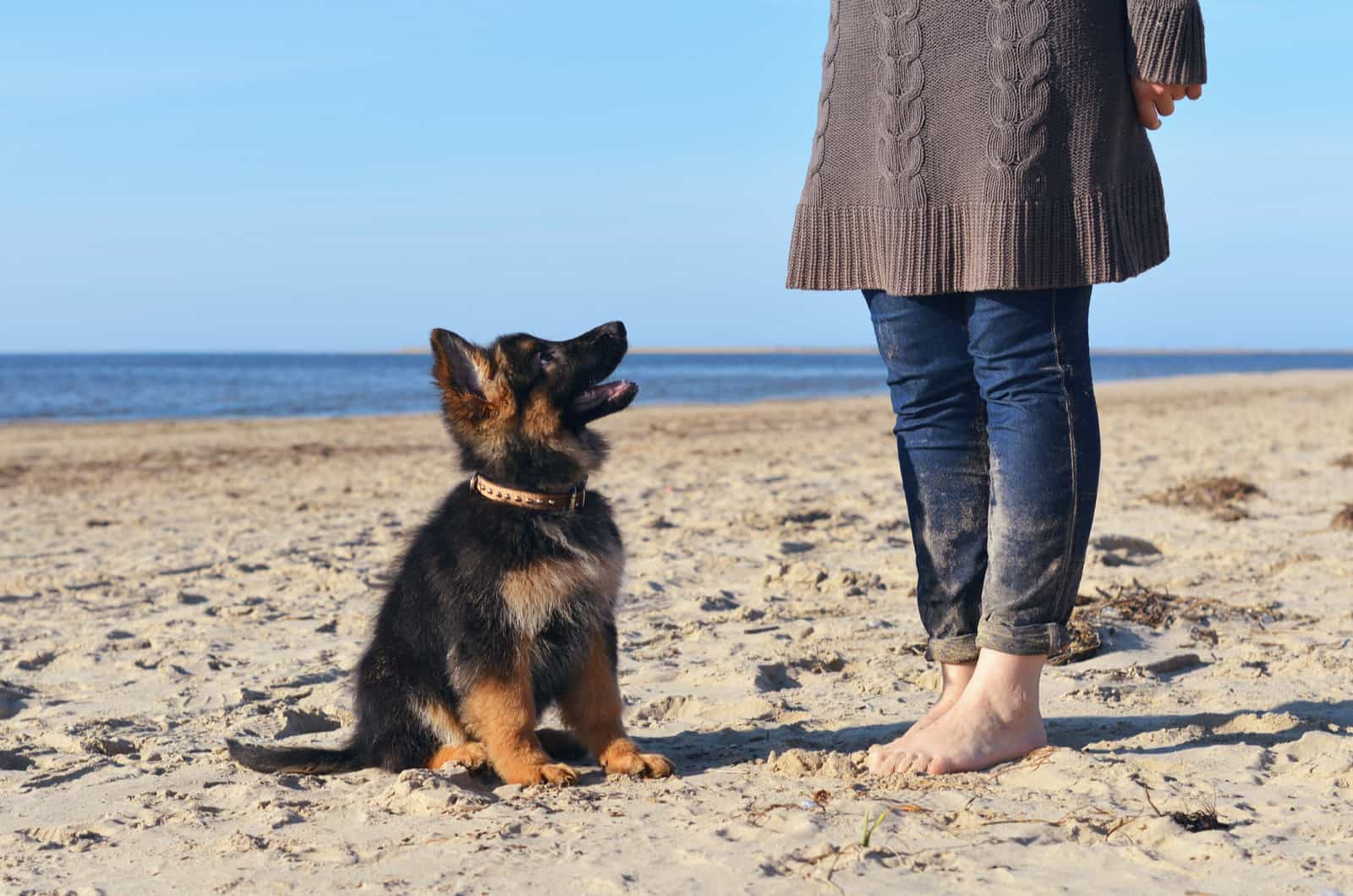 cachorro pastor alemán al lado de una mujer en la playa