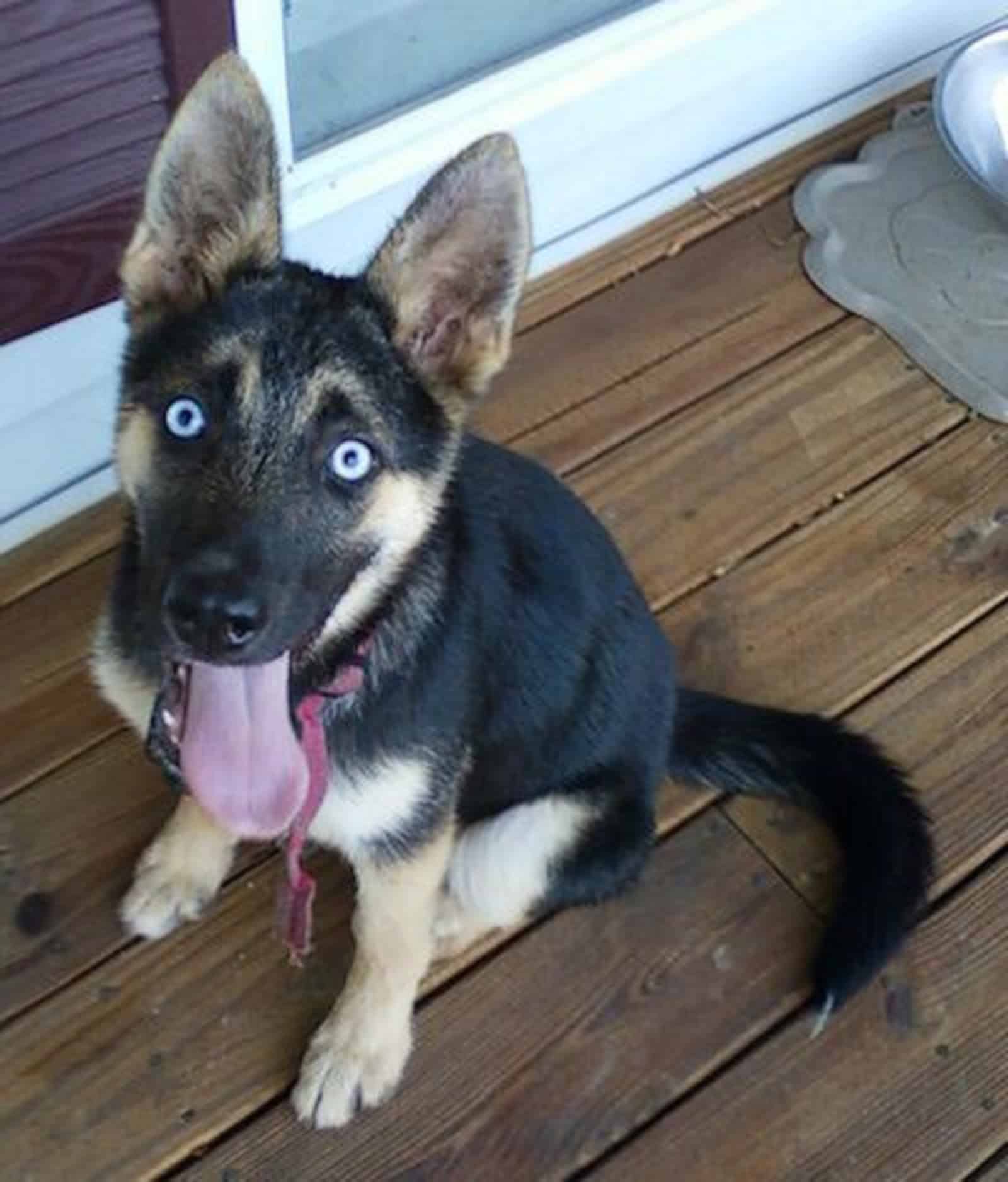 cachorro de pastor alemán con ojos azules mirando a la cámara mientras está sentado en un porche de madera