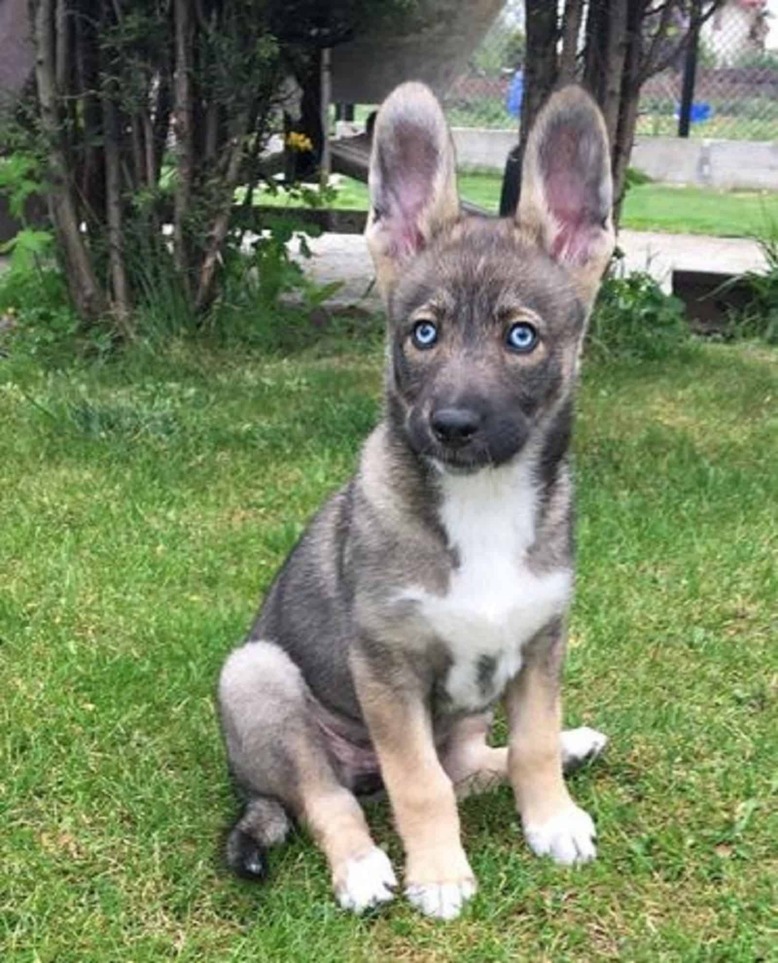 cachorro de pastor alemán con ojos azules sentado en la hierba