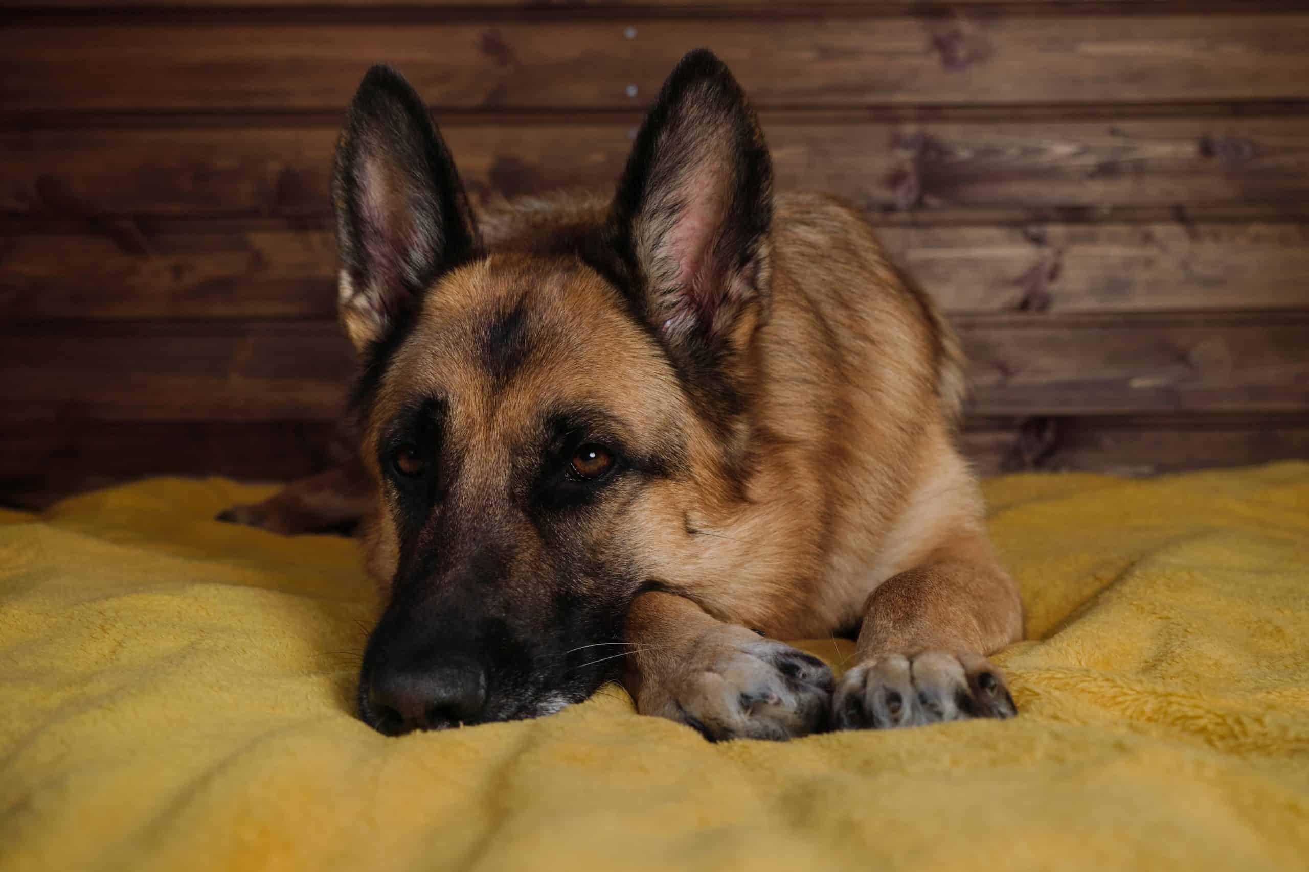 pastor alemán descansando en la cama
