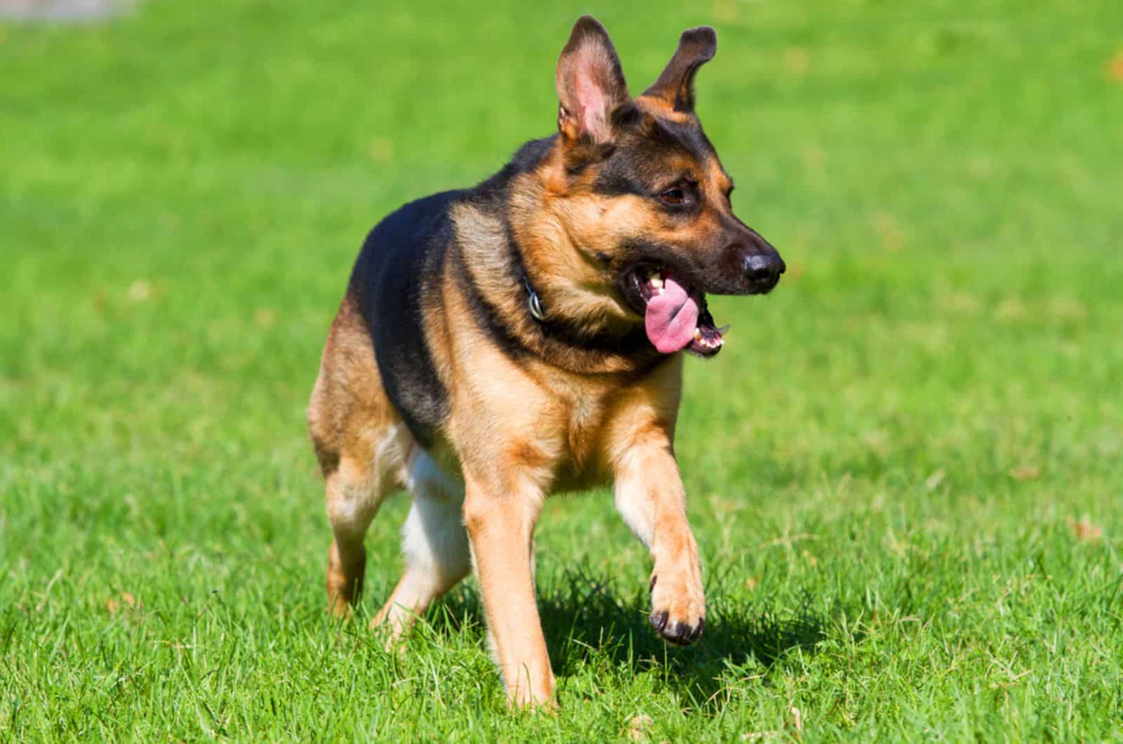 perro pastor alemán corriendo en el césped
