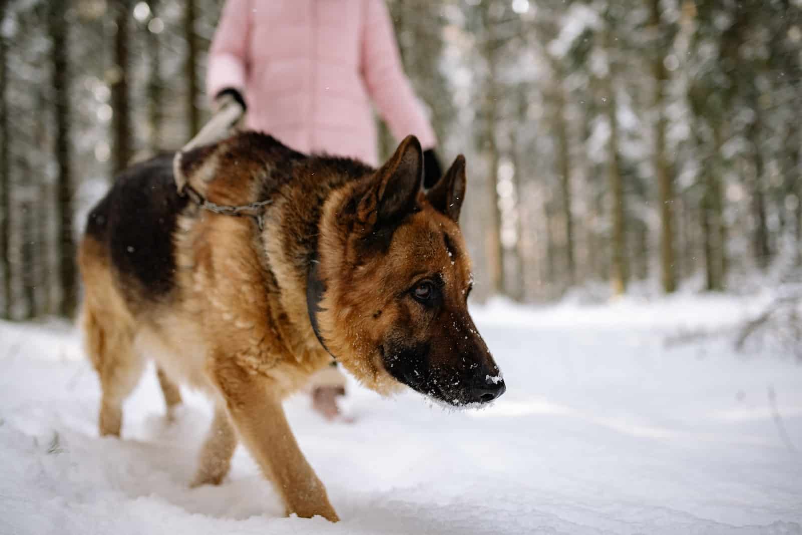 pastor alemán caminando en la nieve