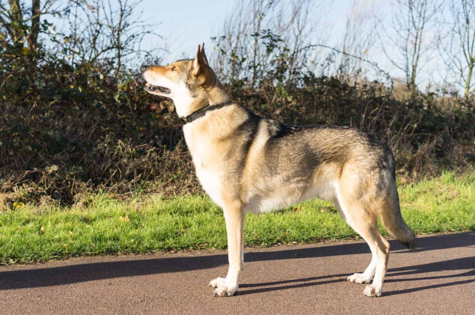 mezcla de pastor alemán y lobo en la naturaleza