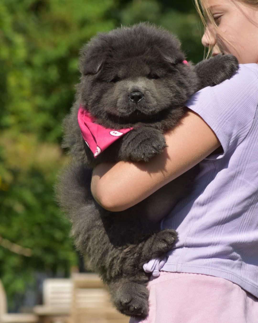 Niña sosteniendo un Blue Chow Chow