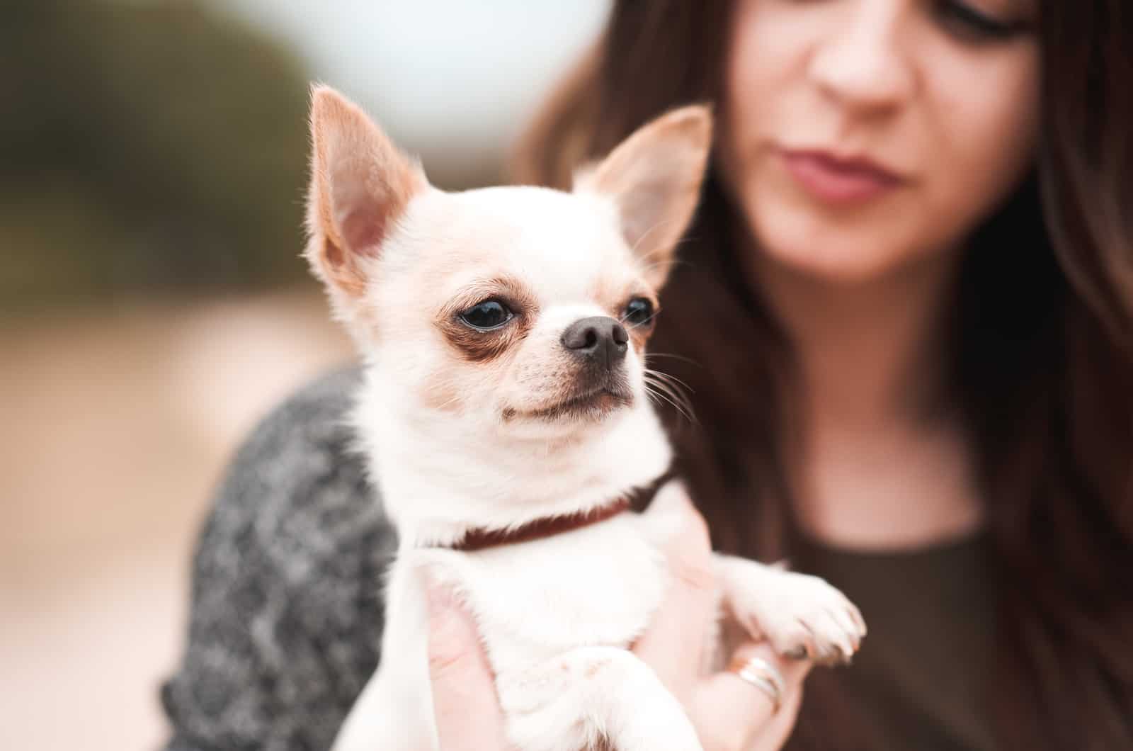 niña sosteniendo a su mascota chihuahua