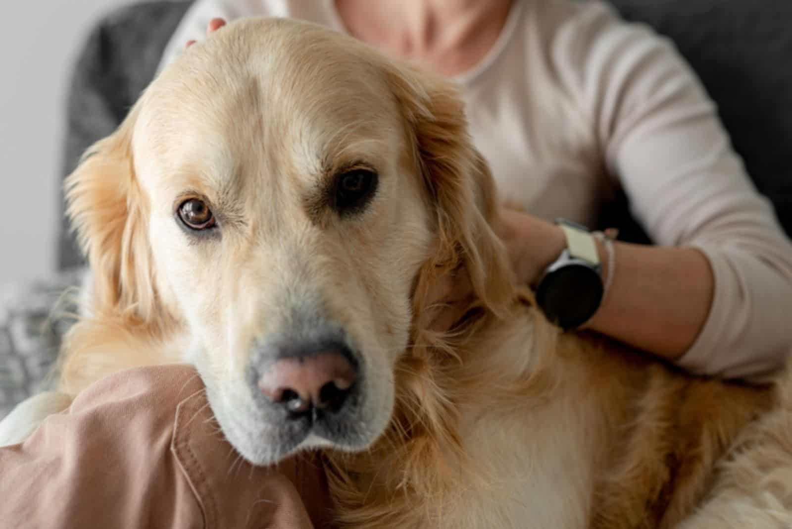 niña acariciando a un golden retriever en casa