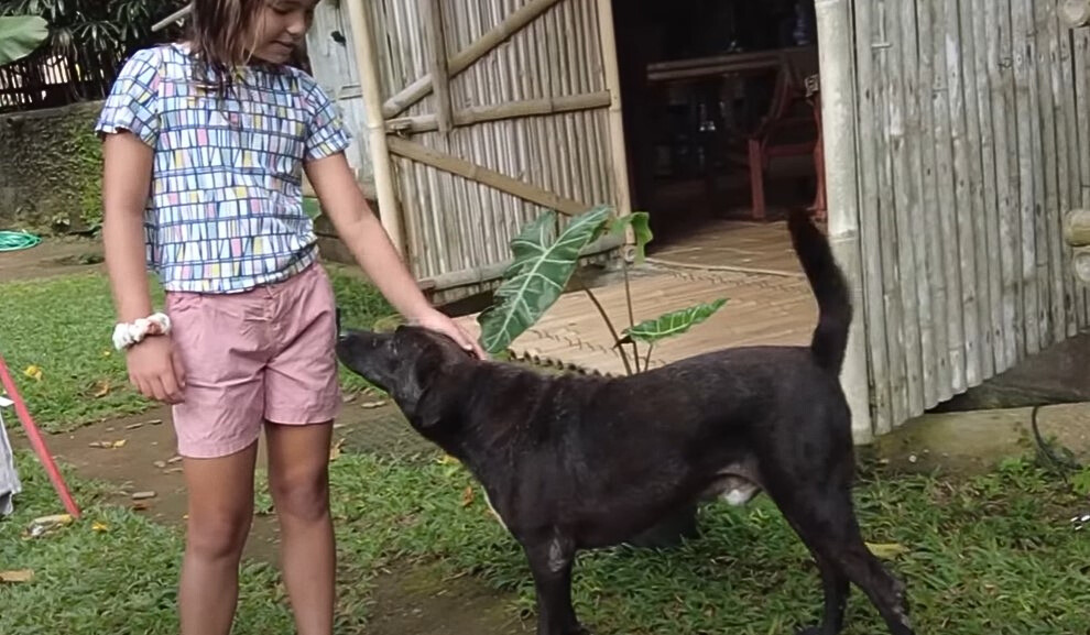 niña acariciando al perro