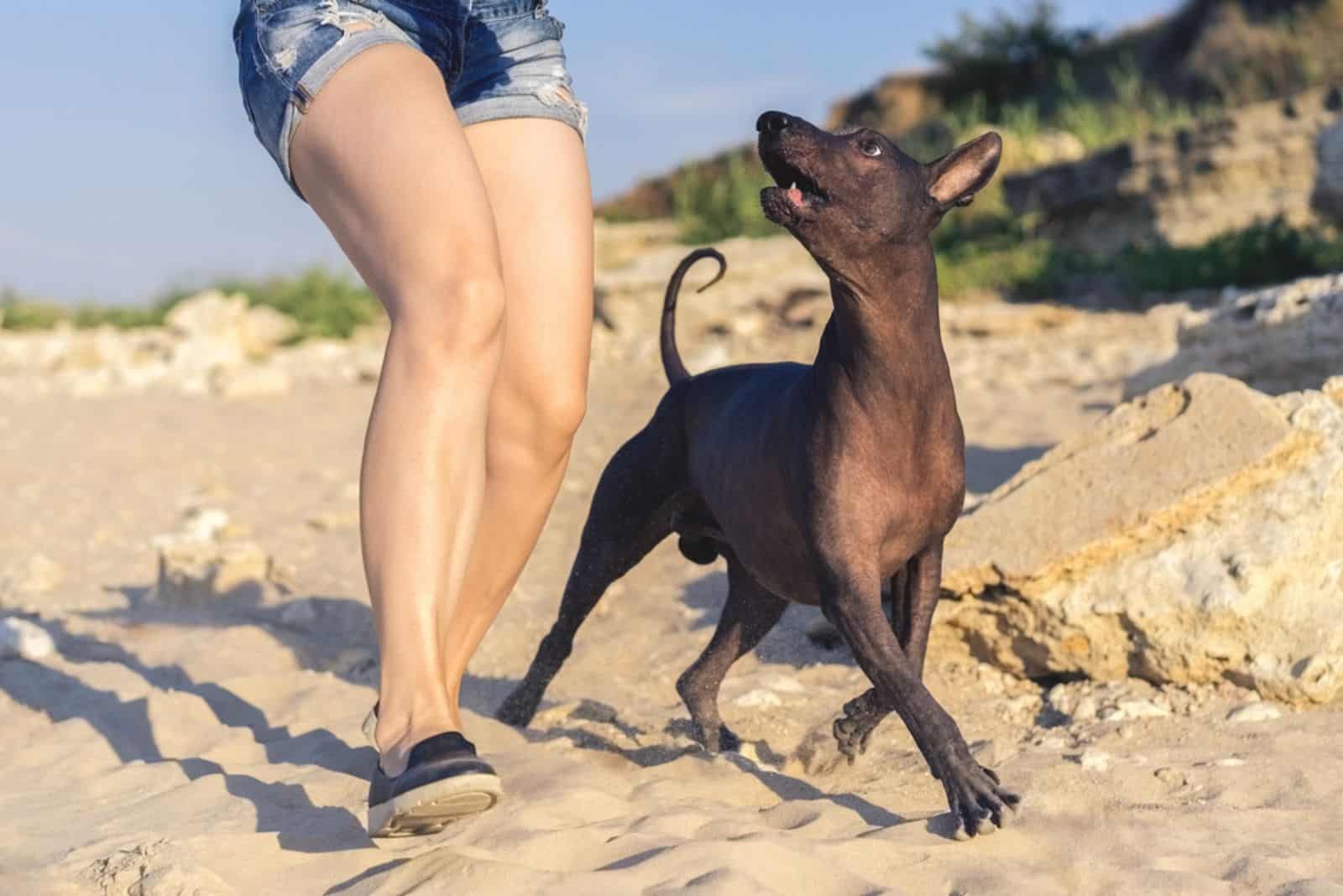 chica paseando (jugando) con su perro xoloitzcuintli en la arena