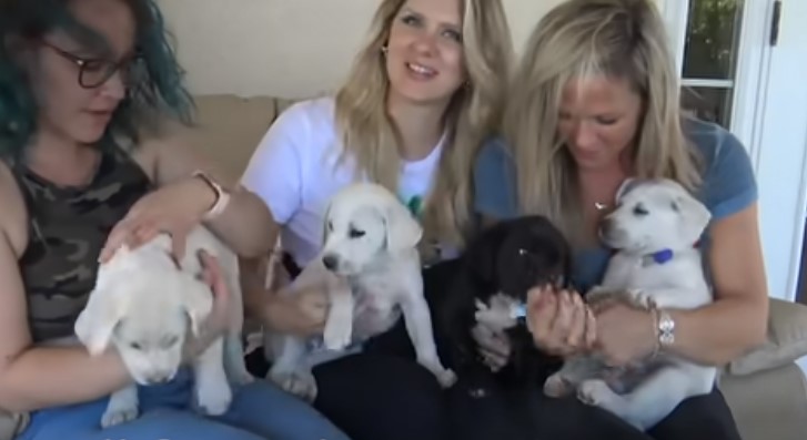 chicas sosteniendo cachorros