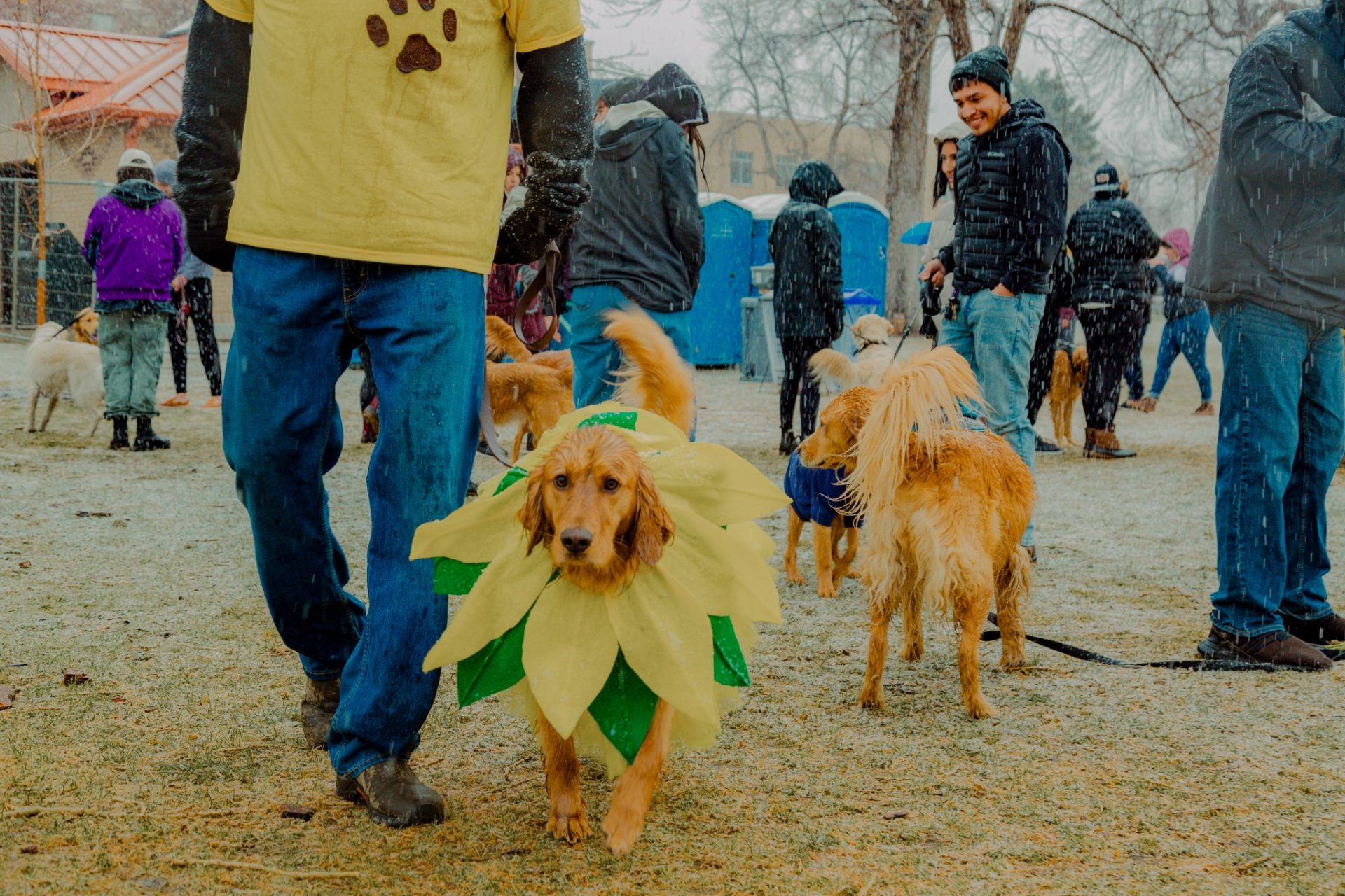 golden retriever con disfraz de girasol