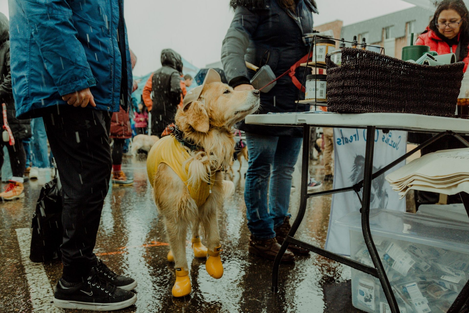 golden retriever con correa