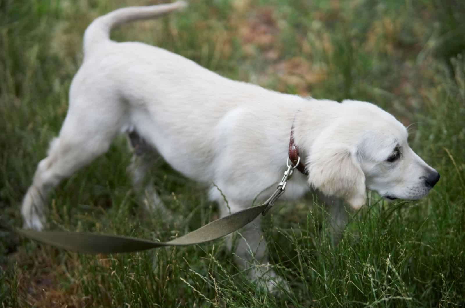 golden retriever olfateando mientras camina