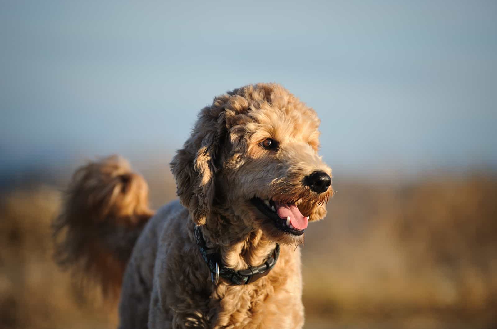 Goldendoodle fotografiado en la naturaleza
