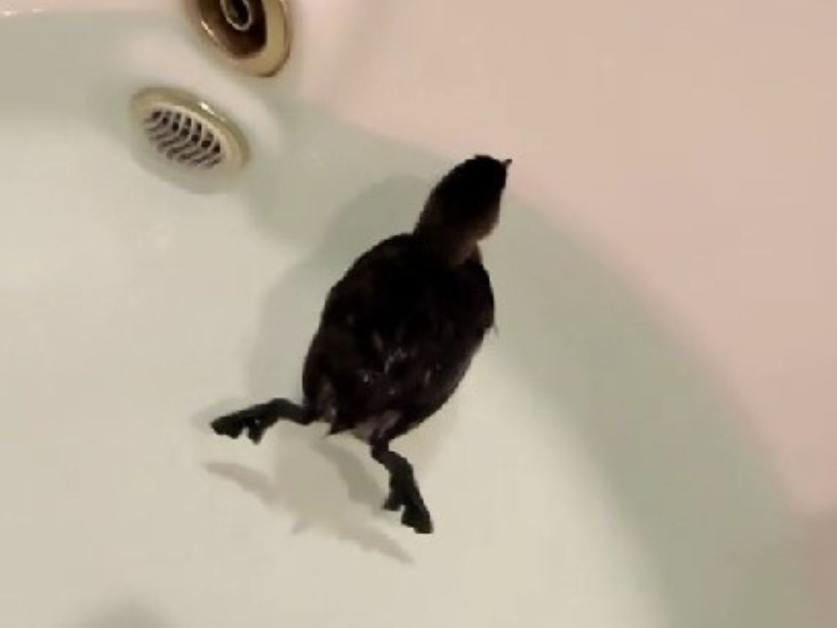 zambullidor en una bañera