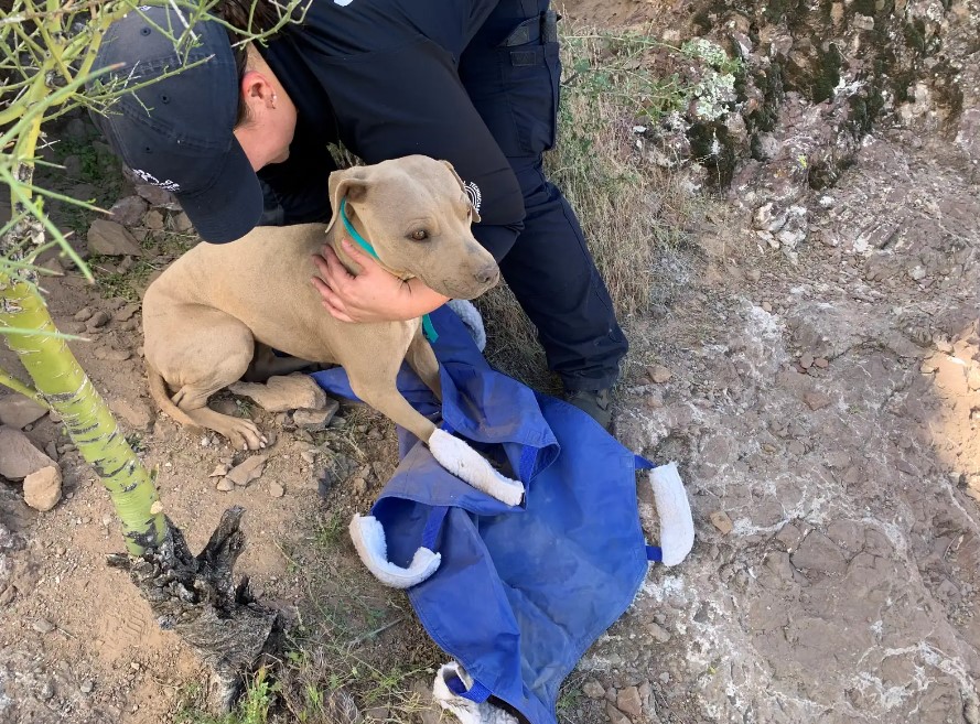 chico y perro callejero