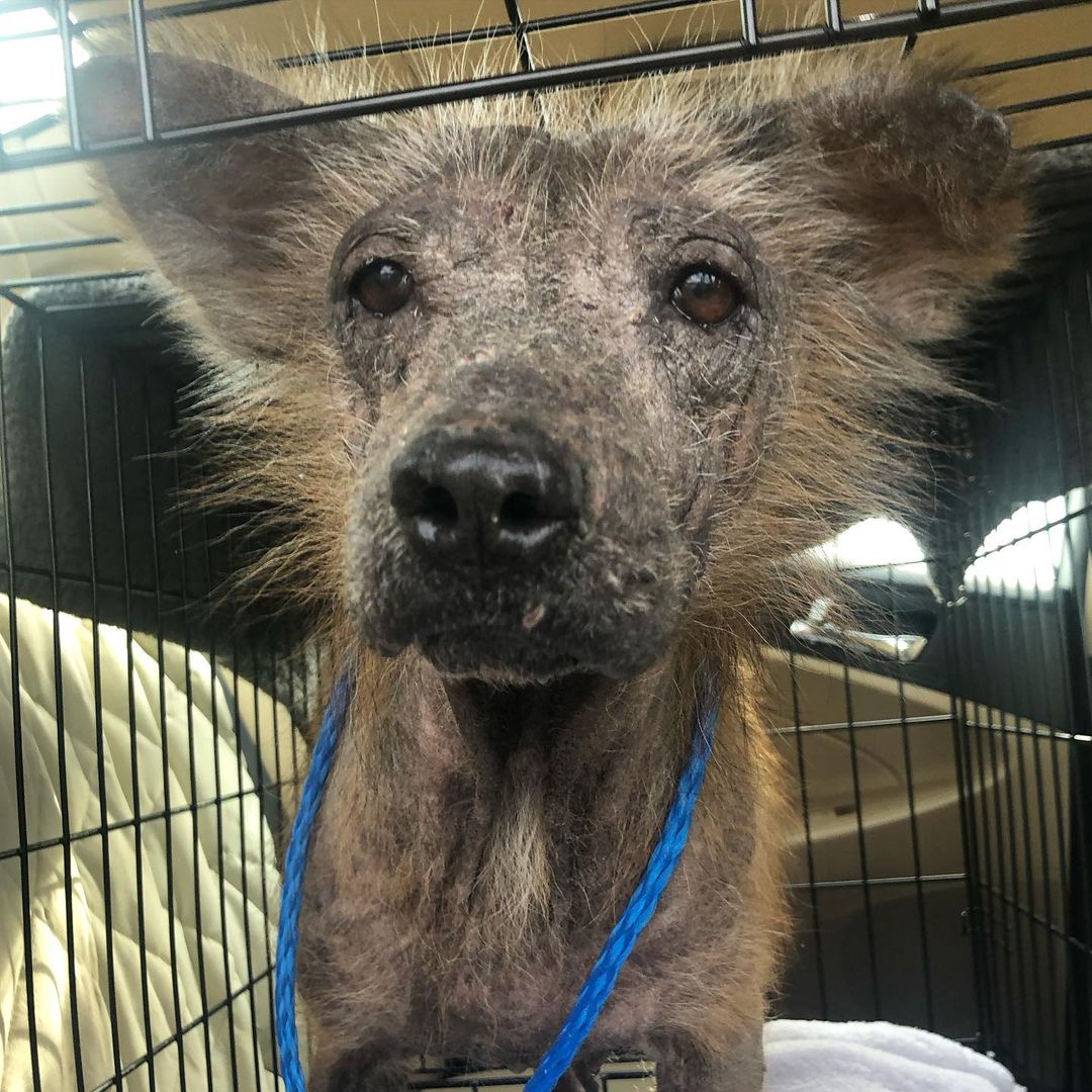 perro sin pelo