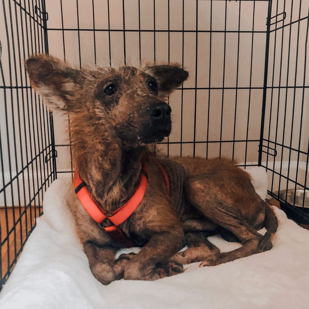 perro sin pelo en jaula