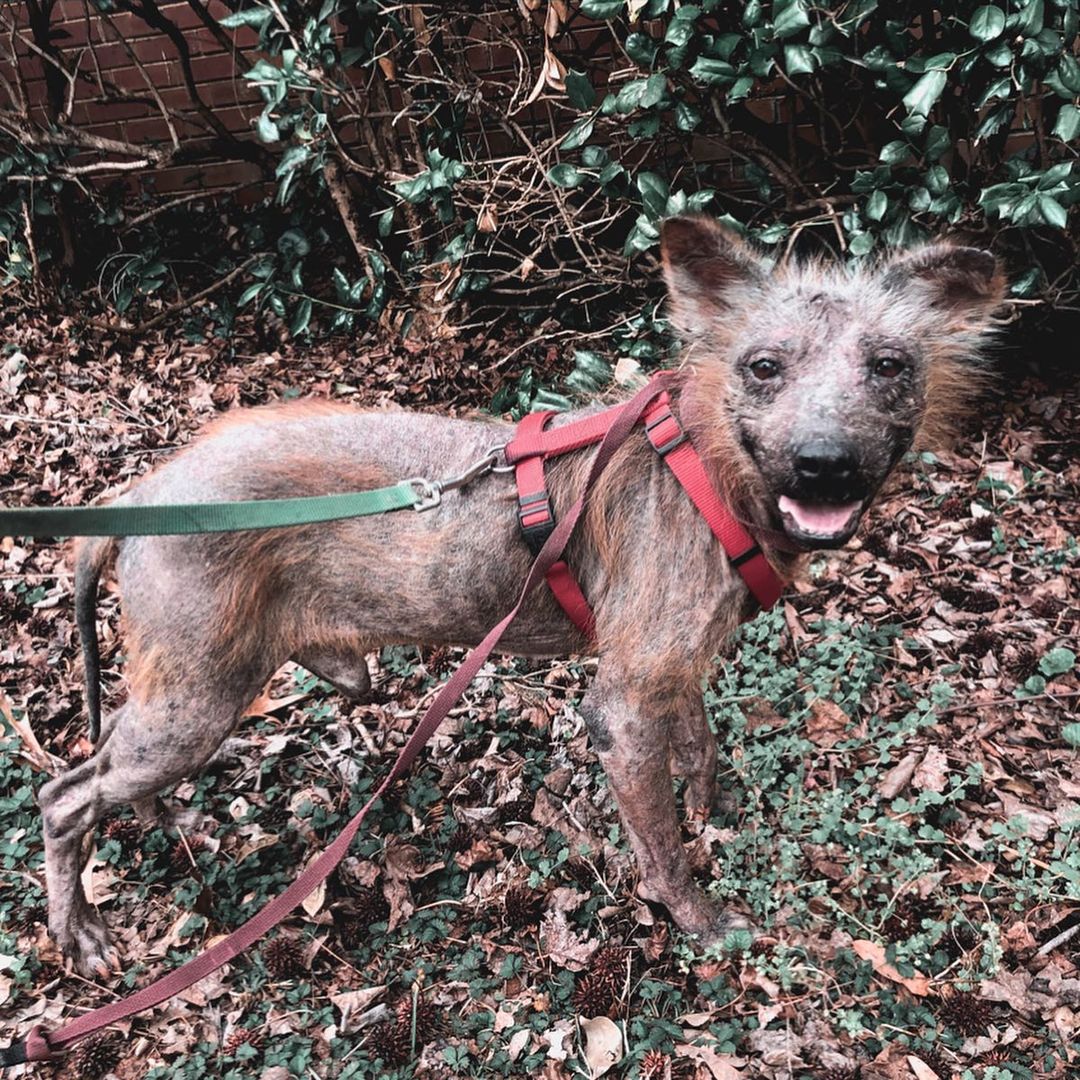 perro sin pelo en la madera