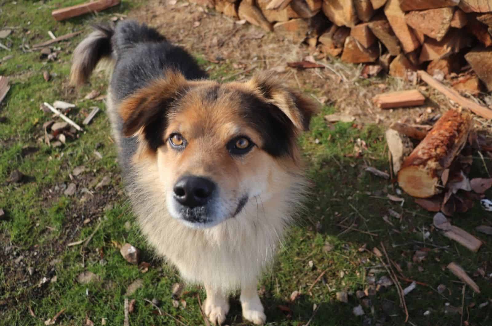 perro mitad pastor alemán mitad coyote con orejas caídas