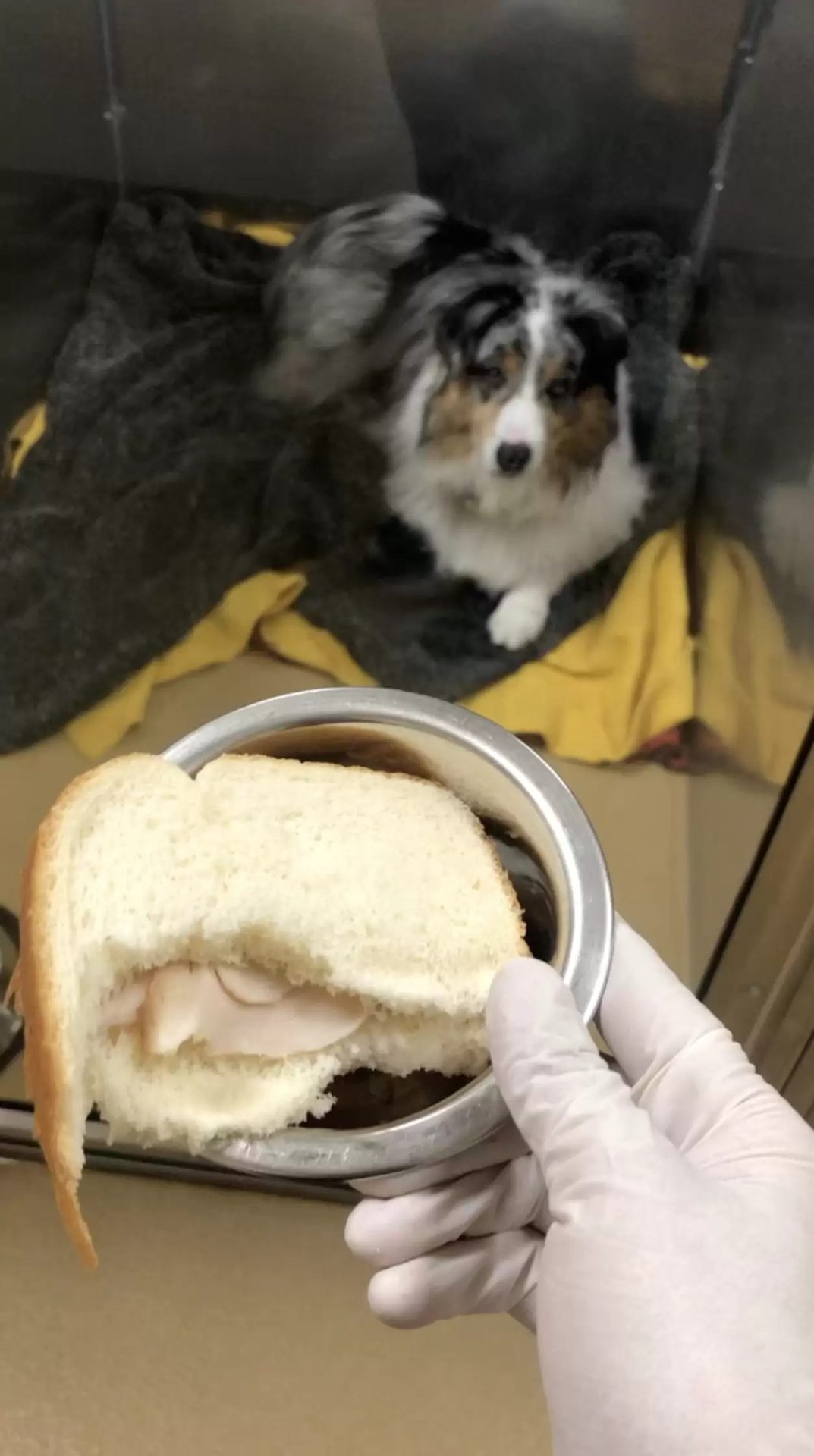 mano sosteniendo un bol con sándwich