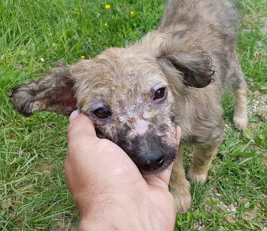 mano sosteniendo la cabeza del perro
