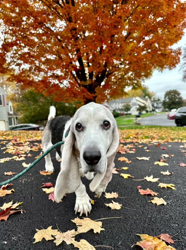 perro feliz en la calle