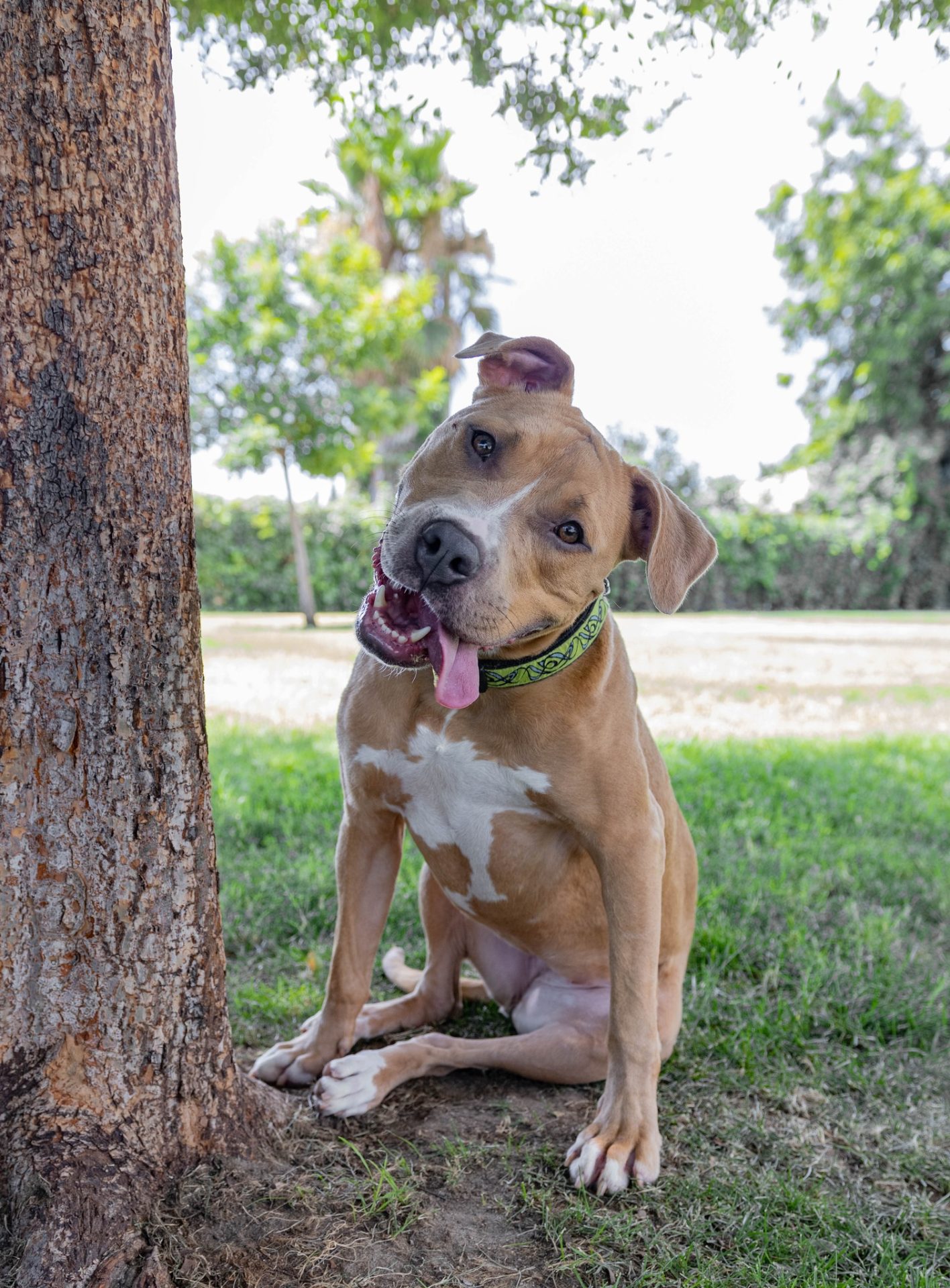 perro feliz sentado al aire libre con la lengua afuera