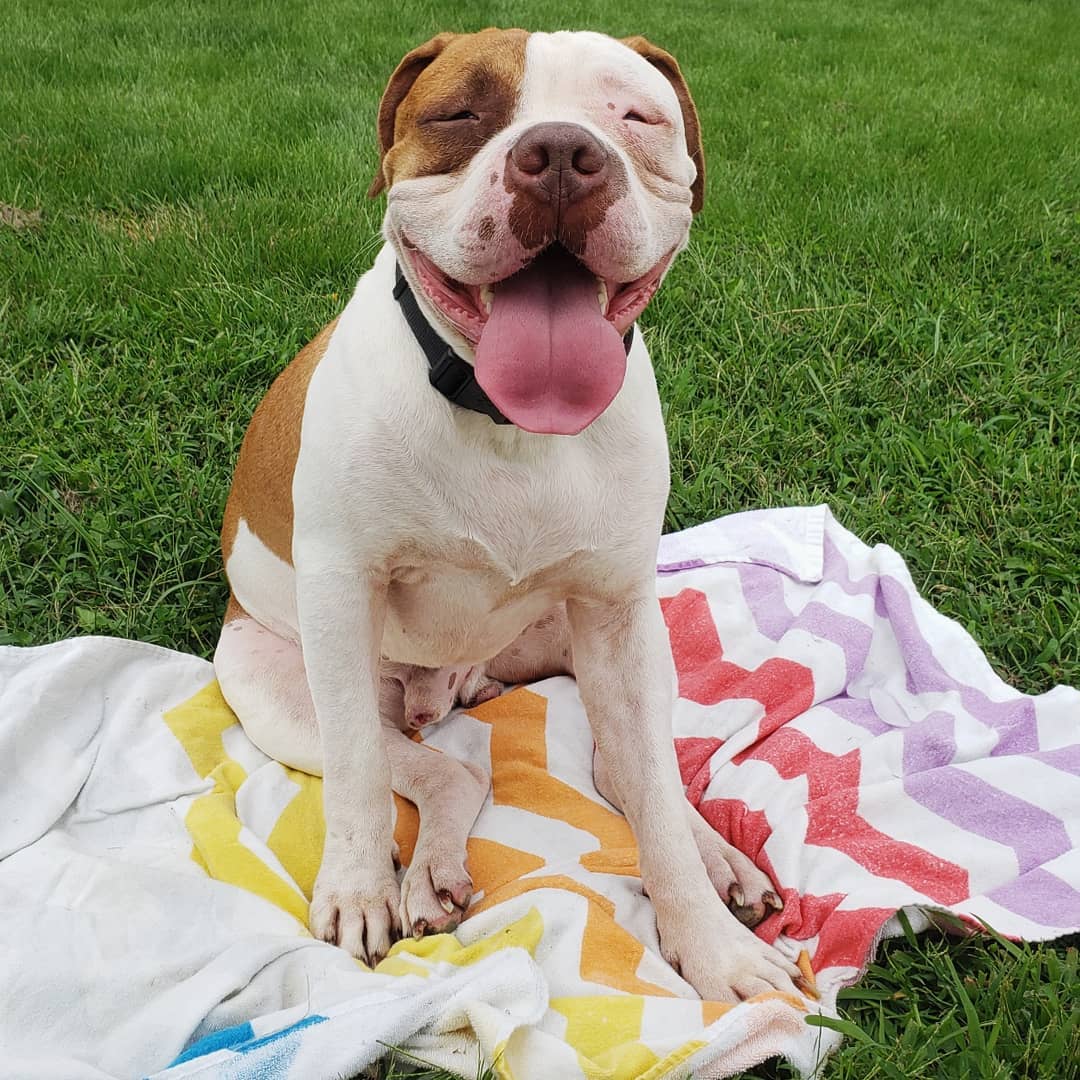 perro feliz sentado en una manta colorida