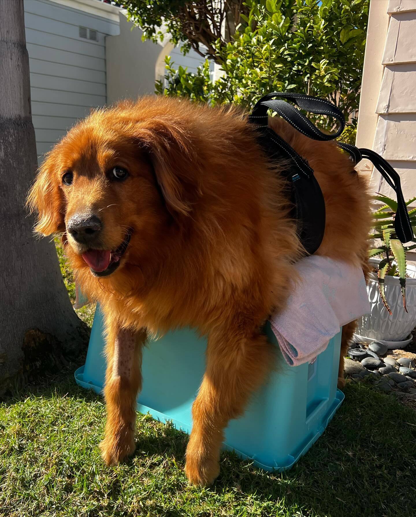 perrito feliz en casa