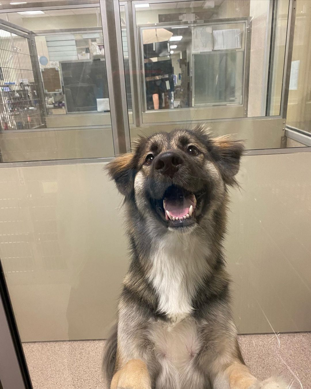 perro gris feliz