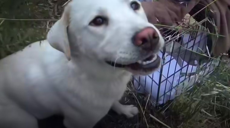perro blanco feliz en el bosque