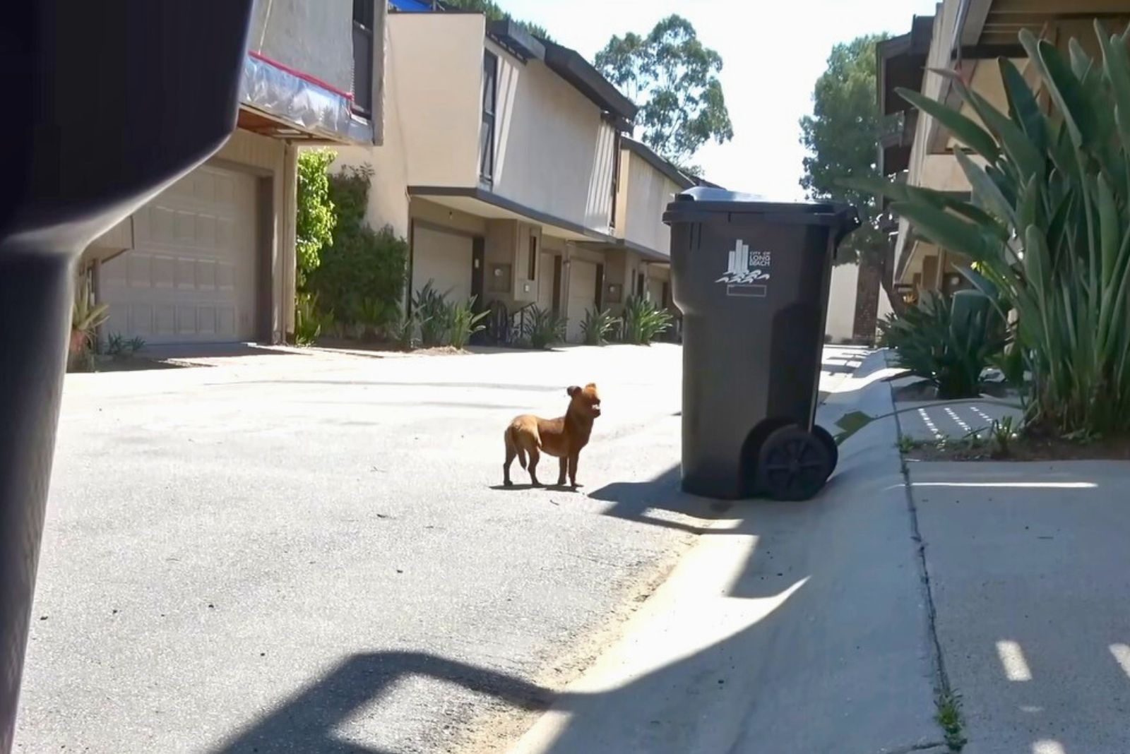 perro sin hogar en la calle