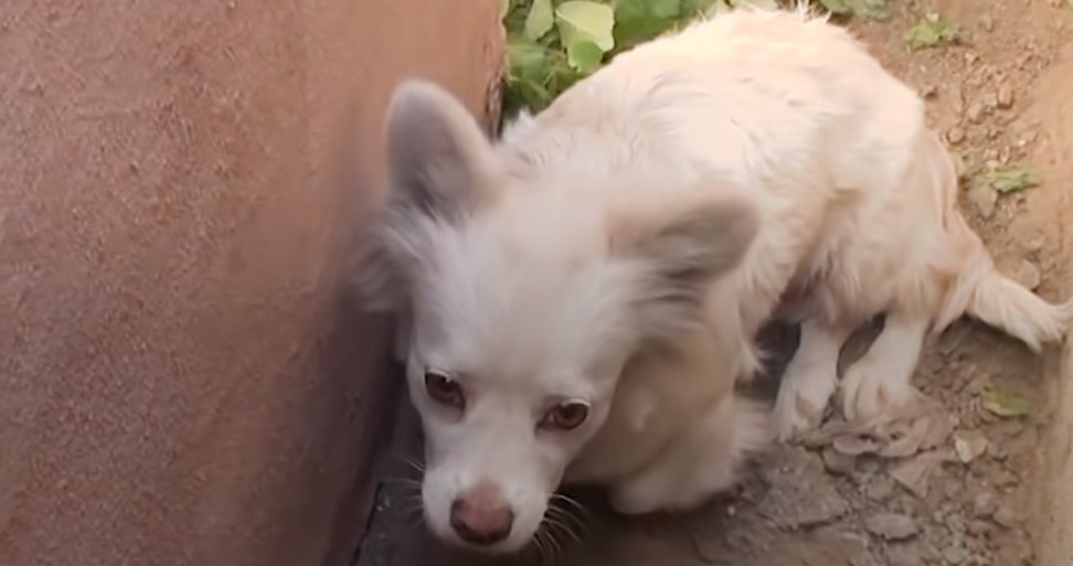 perro triste acurrucado