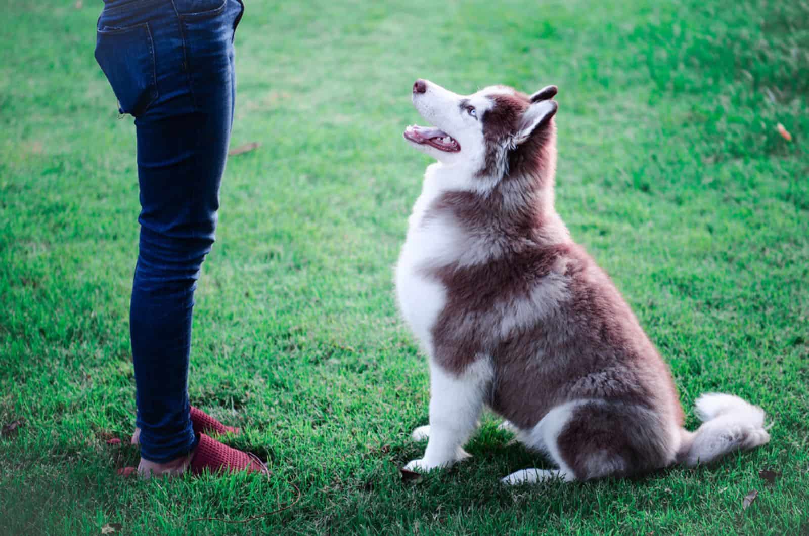 husky sentado frente a su dueño