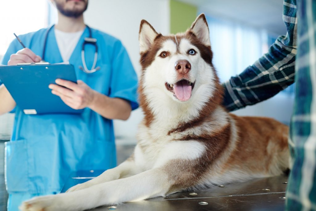 perro Husky acostado en la mesa del veterinario con el doctor y el dueño cerca
