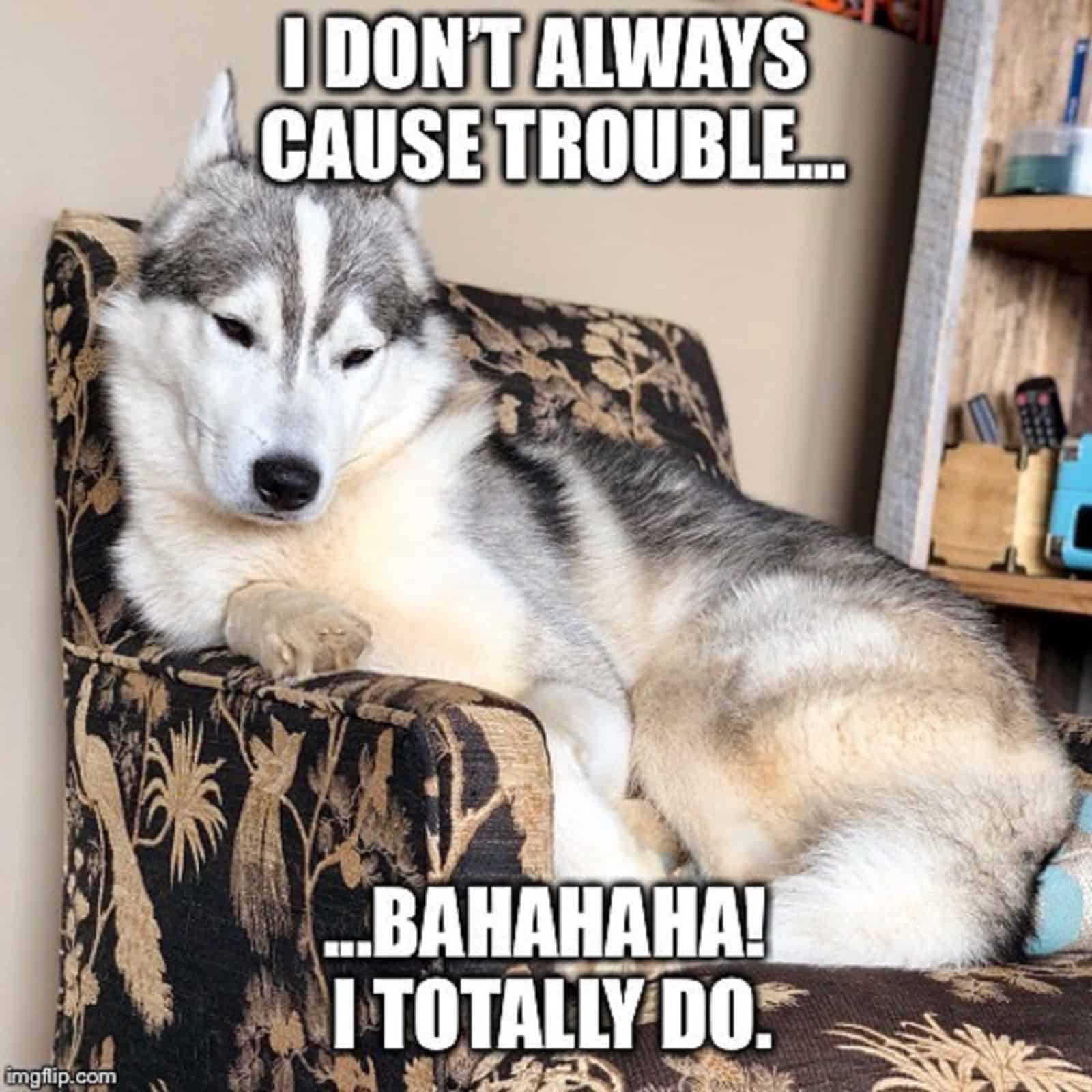 perro husky sentado en el sillón