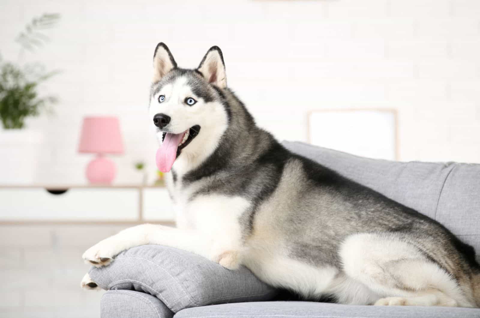 perro husky acostado en el sofá