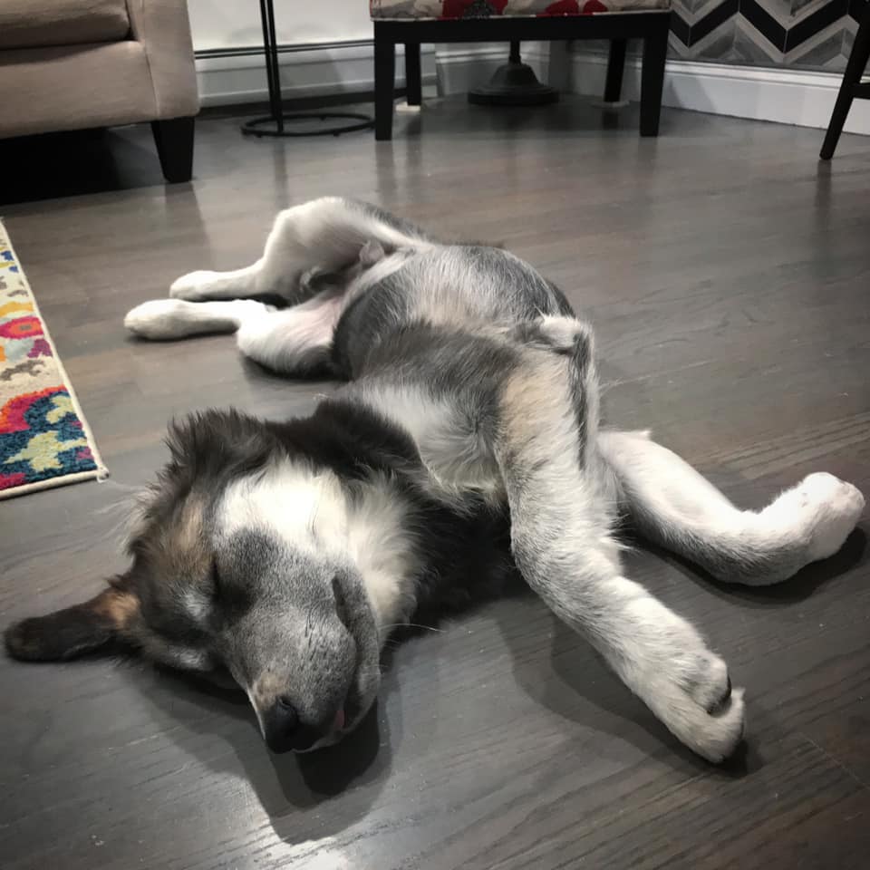 husky durmiendo en el suelo