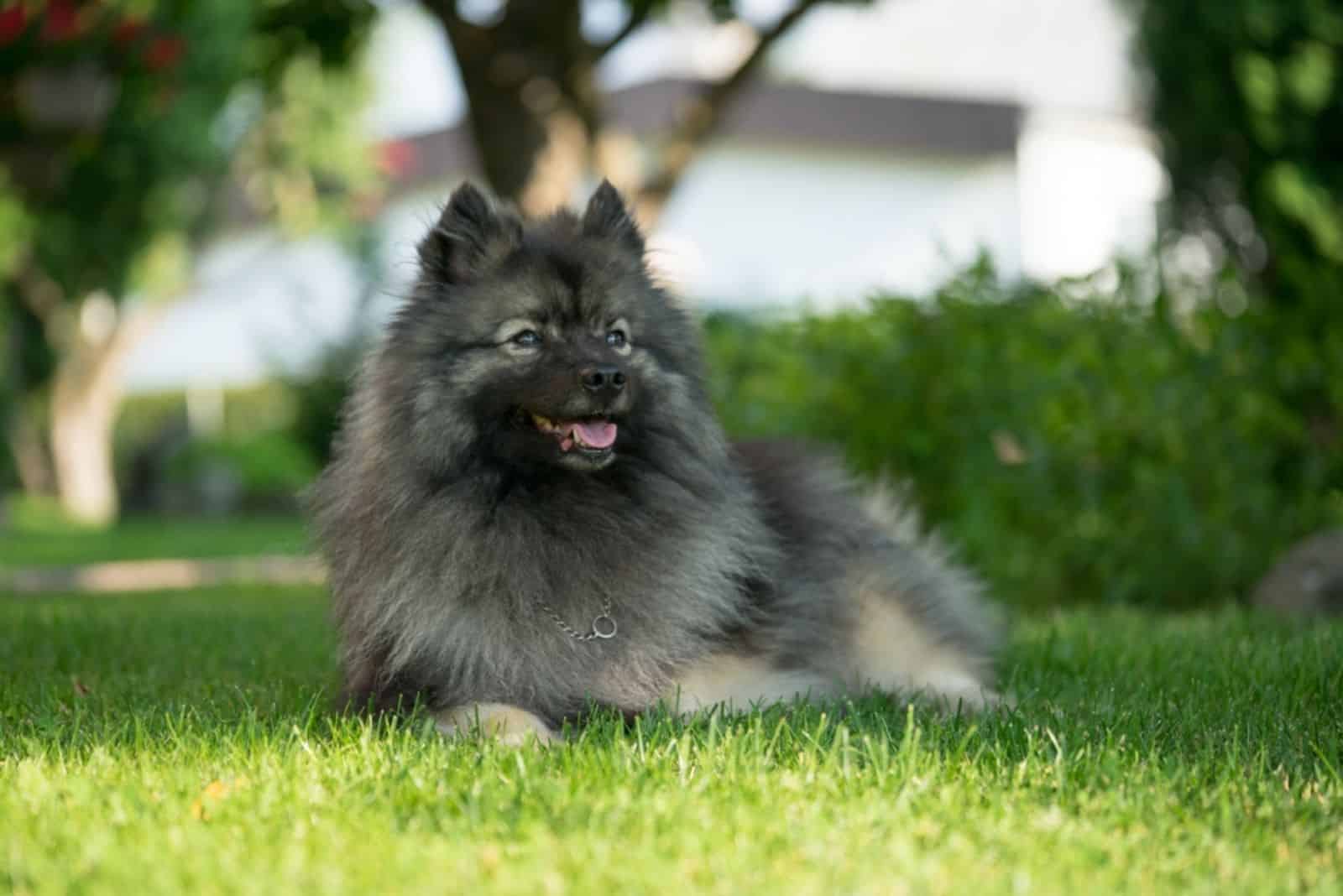 keeshond spitz acostado en el césped
