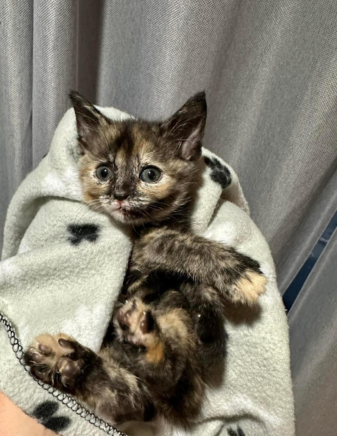 gatito envuelto en una manta