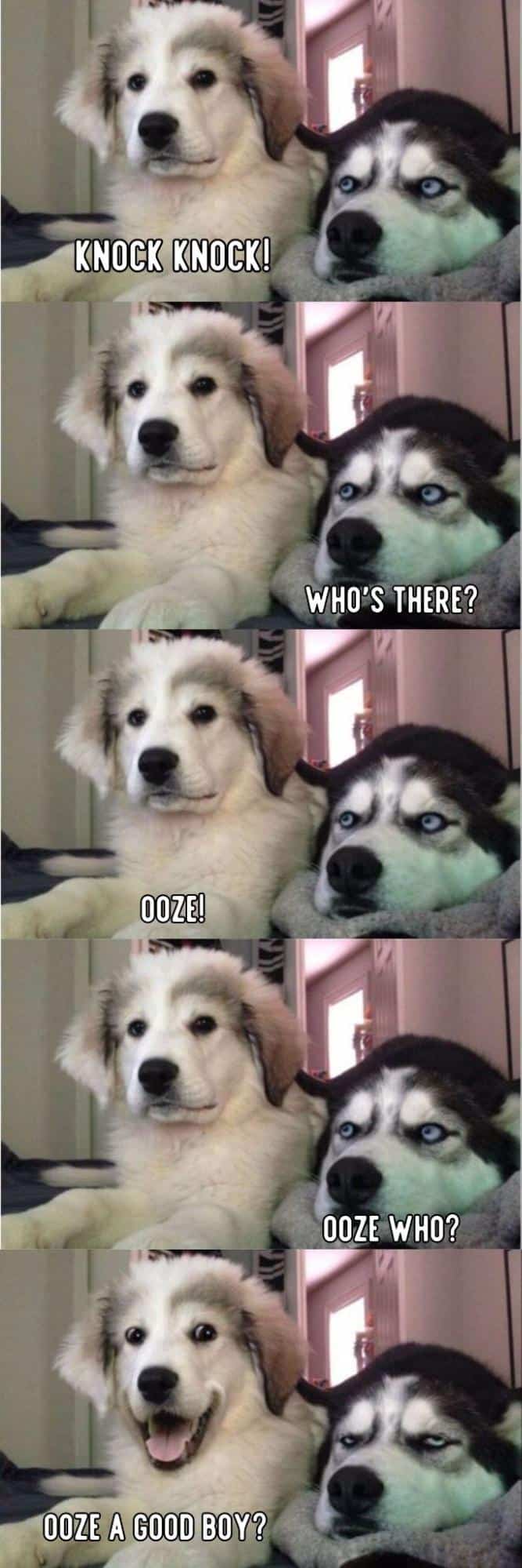 chiste de toc toc de perro