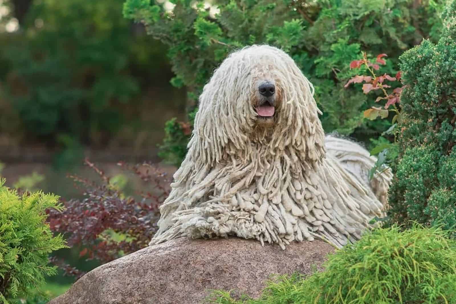 perro komondor