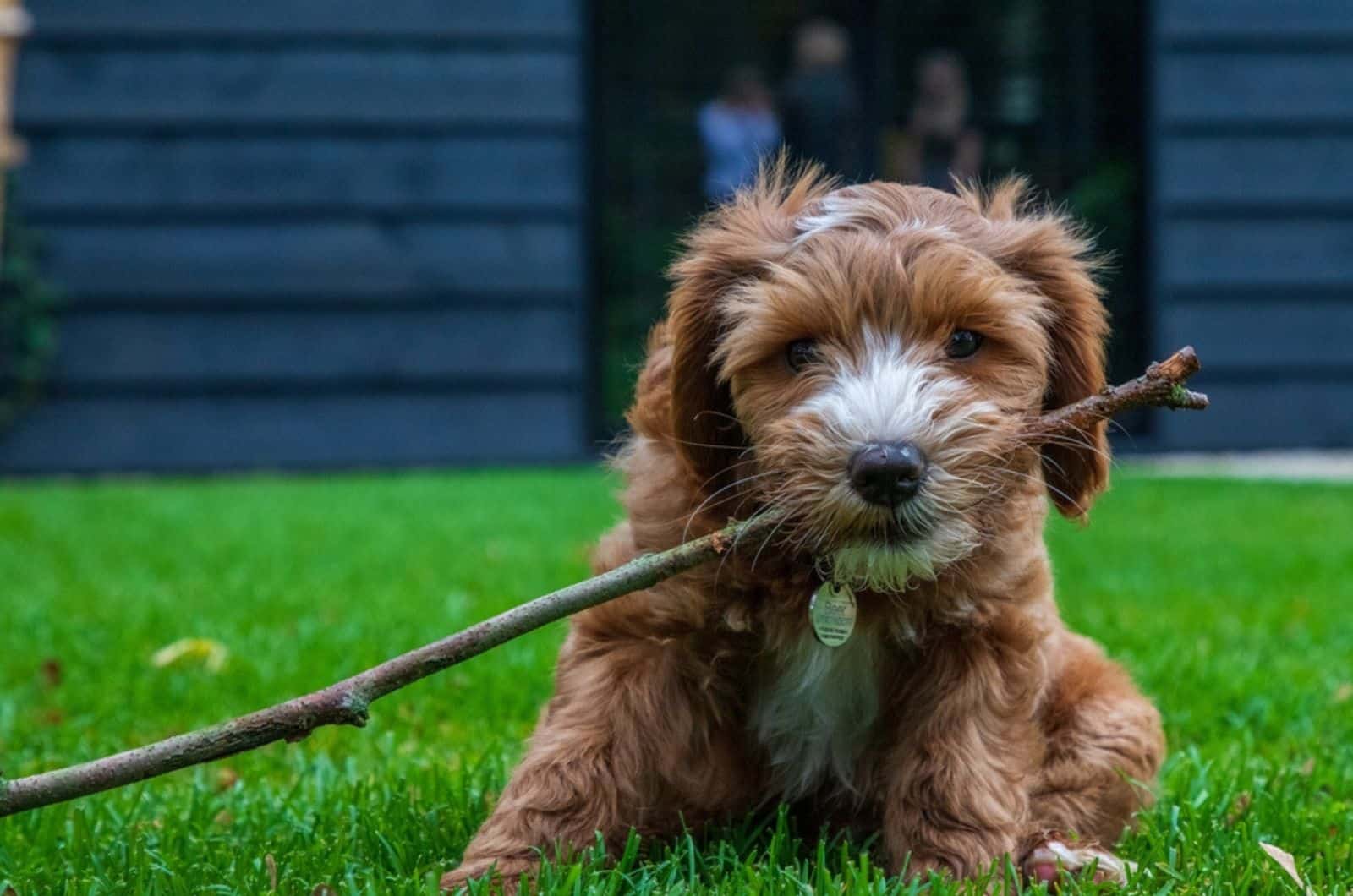 cachorro de labradoodle jugando con un palo