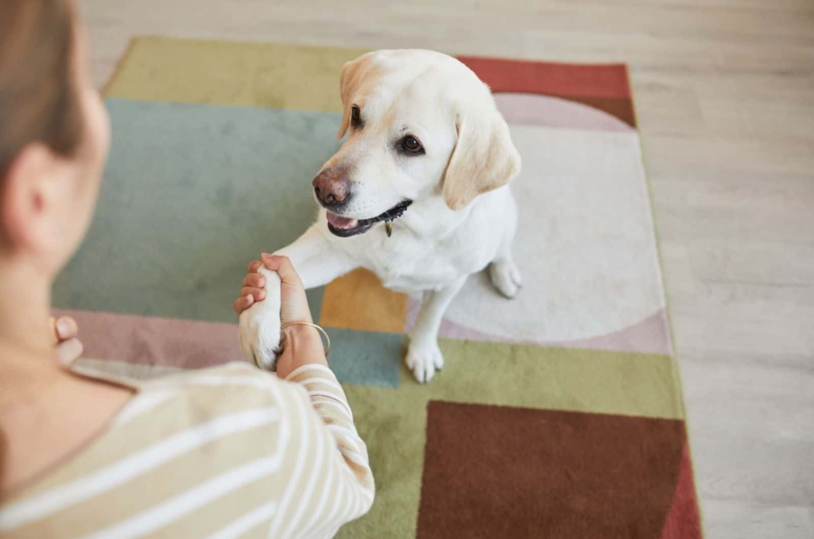 perro labrador dando la pata a una joven en casa