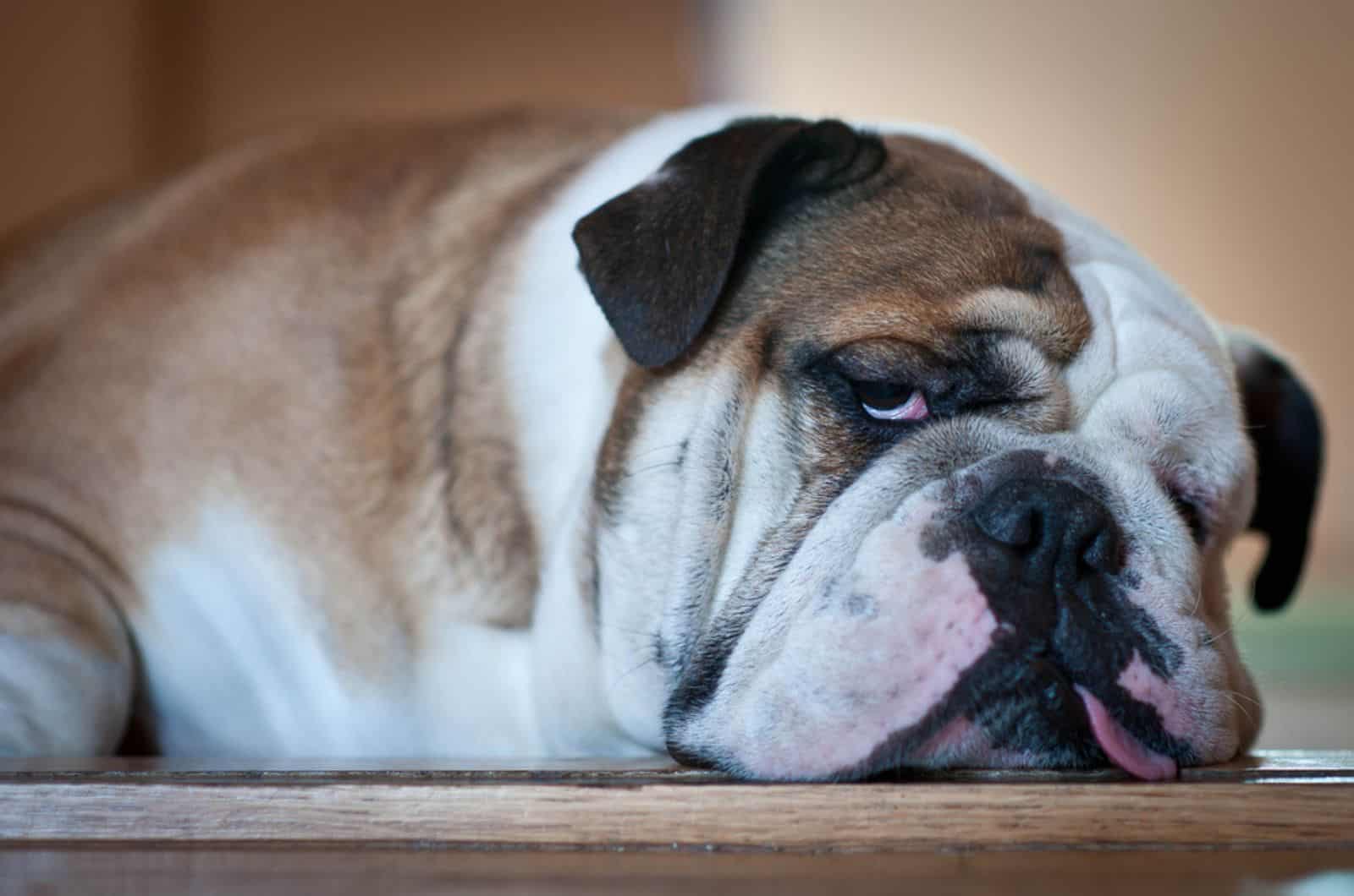 bulldog perezoso acostado en el piso