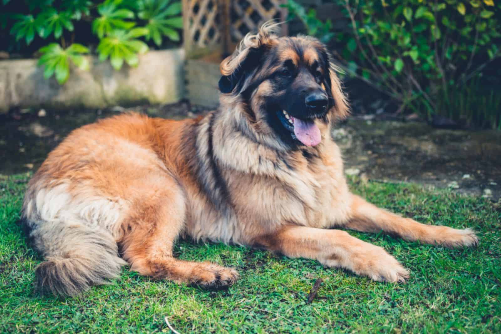leonberger relajándose en el césped