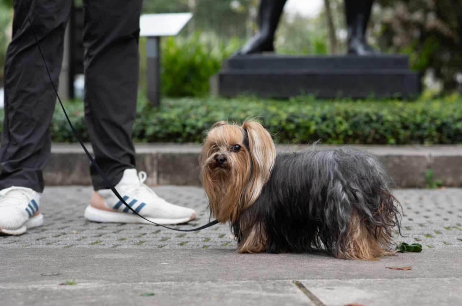 lhasa apso en una correa caminando con su dueño